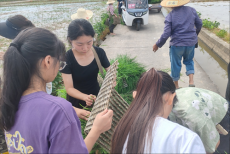 “三下鄉”助力農耕：汗水澆灌希望田 拋秧繪就豐收圖