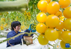 河北撫寧：高品質蔬菜種植促增收